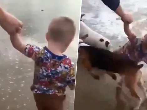 Video viral: niño estaba a punto de conocer el mar, pero dos perros diabólicos lo arrollaron
