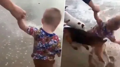 Video viral: niño estaba a punto de conocer el mar, pero dos perros diabólicos lo arrollaron
