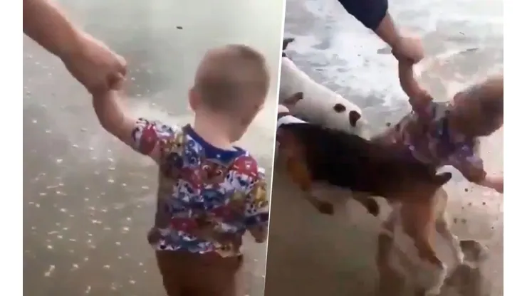 Video viral: niño estaba a punto de conocer el mar, pero dos perros diabólicos lo arrollaron