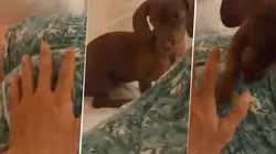 Foto del perrito diabólico.