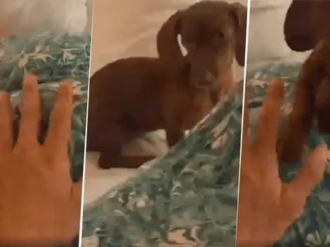 Video viral: él le dio palmadas diabólicas a su novia, el perro lo vio y se sumó