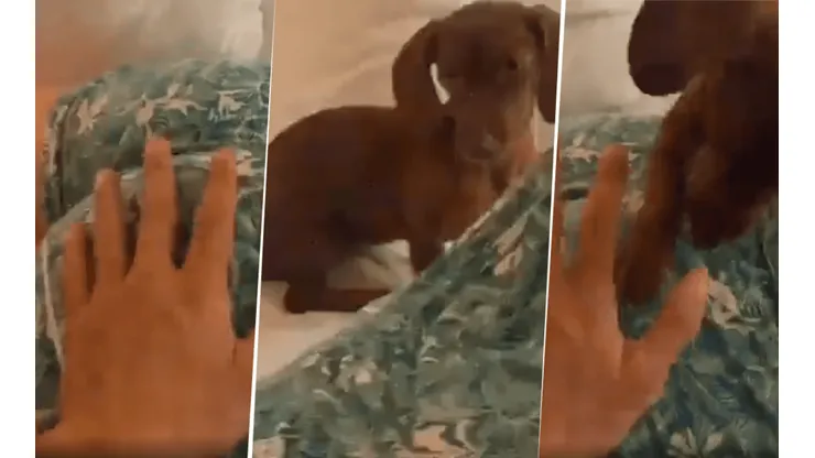 Foto del perrito diabólico.