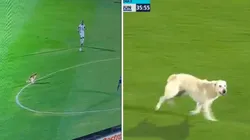 Y hay que pagar por esto: ¡perrito diabólico 'hace lo suyo' en pleno partido del FPC!