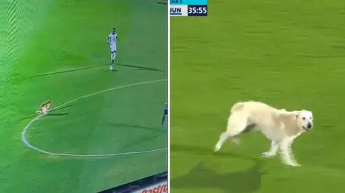 Y hay que pagar por esto: ¡perrito diabólico 'hace lo suyo' en pleno partido del FPC!