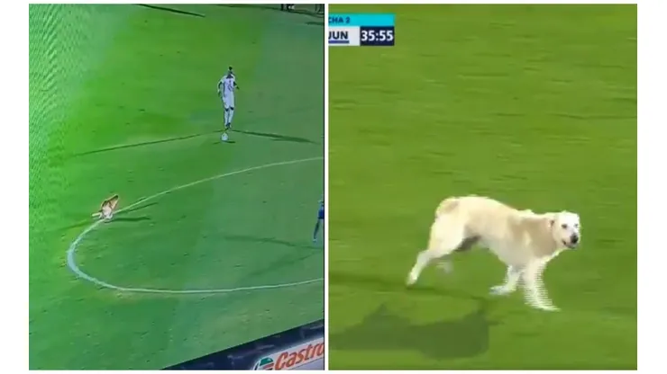 Y hay que pagar por esto: ¡perrito diabólico 'hace lo suyo' en pleno partido del FPC!