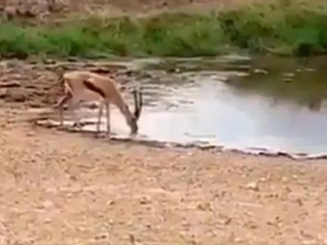 Video viral: este antílope hizo un amague diabólico y salvó su vida