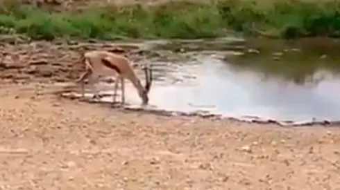Video viral: este antílope hizo un amague diabólico y salvó su vida