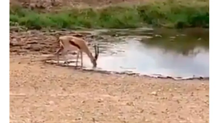 Video viral: este antílope hizo un amague diabólico y salvó su vida