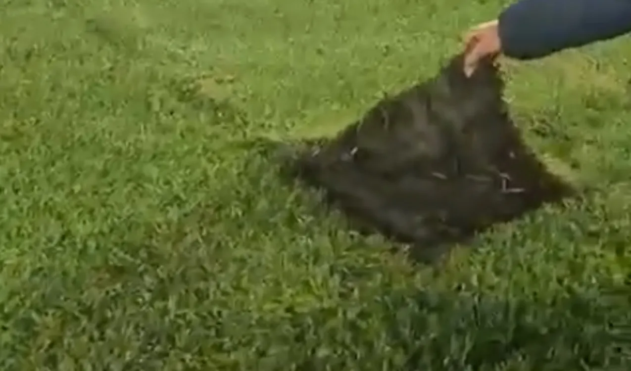 Así estaba la cancha de El Campín. (Foto: X)