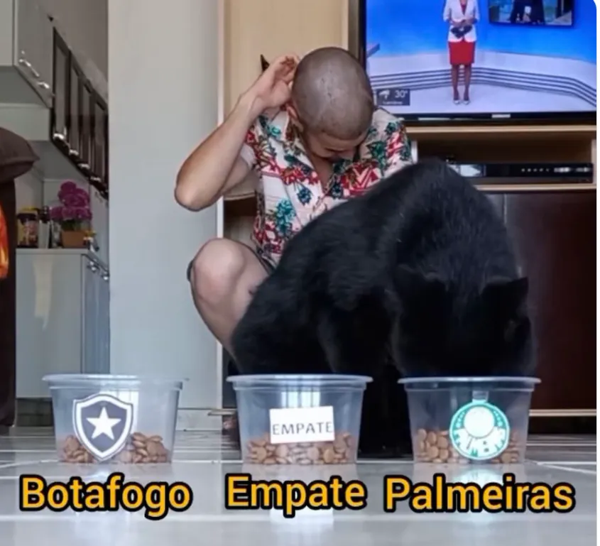 Gatinho prevê resultado – Foto: Reprodução/Twitter –