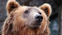 Urso vira ‘celebridade’ após fazer mais de 400 selfies: “Descobriu uma câmera”. Imagem: Pixabay.