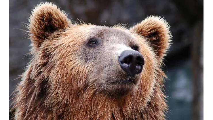 Urso vira ‘celebridade’ após fazer mais de 400 selfies: “Descobriu uma câmera”. Imagem: Pixabay.