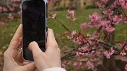 Desafio do Apagão: jogo entre usuários do TikTok causa preocupação após tragédia