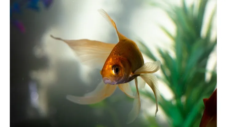 Descoberta espécie de peixe que nasce macho e se transforma em fêmea