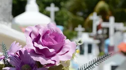 Nova York aprova compostagem com restos humanos para transformação em adubo. Imagem: Pixabay.