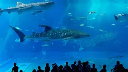 Foto: Reprodução/Pixabay.