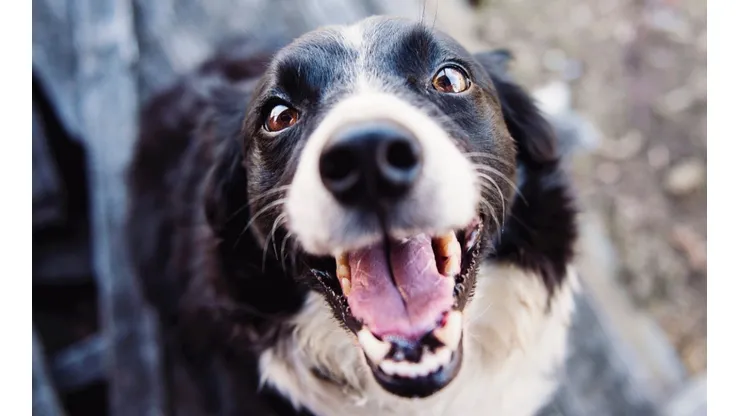 As maneiras que os cachorros usam para se comunicar com seus donos