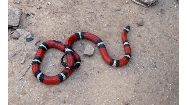 Foto: Reprodução/Pixabay - Cobra-coral.