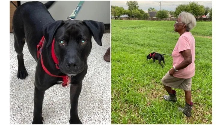 Labrador recém-adotado ajudou idosa após desaparecimento