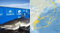 Tubarão-branco formou um desenho em seu caminho acompanhado por GPS