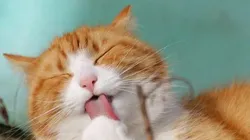 Reprodução/Pixabay