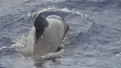 As baleias são da espécie 'piloto' - Imagem: Reprodução/Pixabay