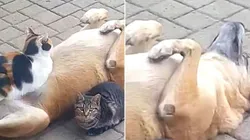 Relação dos animais viralizou nas redes sociais