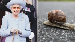 Cozinheiro expõe reação inusitada de Rainha Elizabeth ao encontrar lesma em seu prato