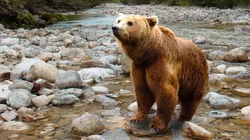 Filhote de urso passa mal, é resgatado após comer mel alucinógeno e vídeo viraliza na web. Foto: Pixabay.