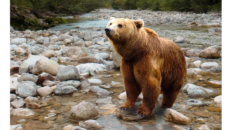 Filhote de urso passa mal, é resgatado após comer mel alucinógeno e vídeo viraliza na web. Foto: Pixabay.