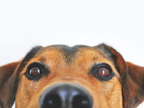 Como os cachorros sabem que alguém está chegando em casa