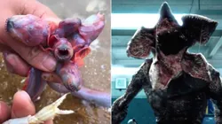 Foto 1: Reprodução/TikTok (@sea.thinh1aq) | Foto: Reprodução/Netflix