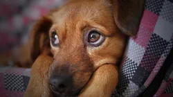 Foto: Reprodução/Pixabay