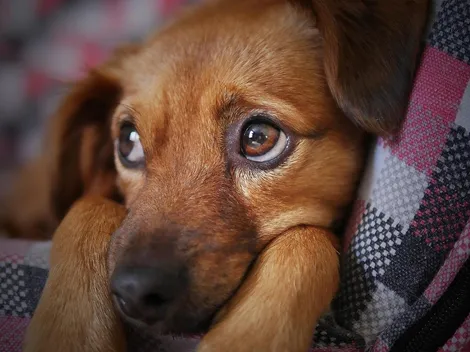 Cachorro de rua presencia morte do tutor, vai até velório se despedir e emociona