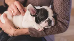 Ter animais de estimação pode se tornar crime no Irã. Foto: Pixabay.