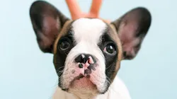 Empresas aderem a “Licença PETernidade” para pais de pets receberem folgas