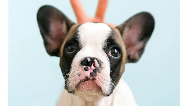 Empresas aderem a “Licença PETernidade” para pais de pets receberem folgas