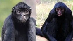 Macaco-Aranha puxou o cabelo da criança por vários segundos