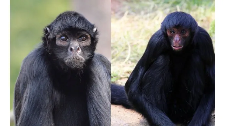 Macaco-Aranha puxou o cabelo da criança por vários segundos