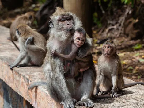Macacos sequestram bebê de quatro meses e o jogam de telhado