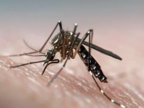 Dengue: Brasil teve 382 mortes pela doença neste ano, informa Ministério da Saúde; estatística supera o número total de óbitos em 2021