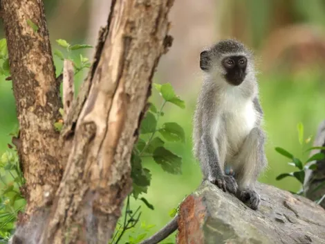 China confirma primeira morte de humano por vírus raro de macaco