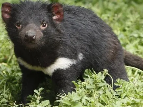 Diabos-da-tasmânia nascem na Austrália após três mil anos de desaparecimento