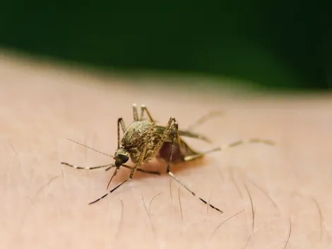 Nova vacina contra a dengue é aprovada pela Anvisa