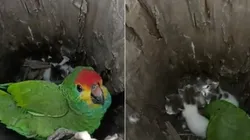 Foto 1: Reprodução/ Canal do Youtube -Notícias da Internet - Foto 2: Reprodução/Canal do Youtube notícias da Internet