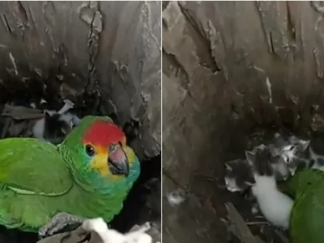Papagaio adota filhotinhos de gato abandonados