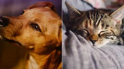 Imagem: Reprodução/Pixabay