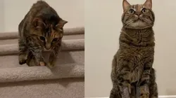 Posey faz grande sucesso nas redes sociais pela forma incomum de descer escadas