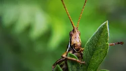 Insetos invasores são conhecidos como psilídeos