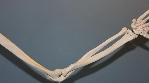 Esqueleto de 'mão gigante' encontrado no litoral de SP intriga moradores. Imagem: Pixabay.